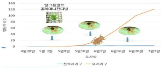 천적유지식물 처리와 콜레마니진디벌 방사에 따른 진딧물류 밀도 억제 효과(2016)