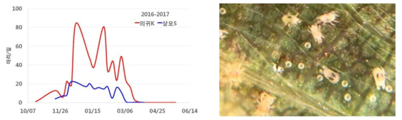 의귀K, 상모S 포장에서 시기별 점박이응애 발생 상황