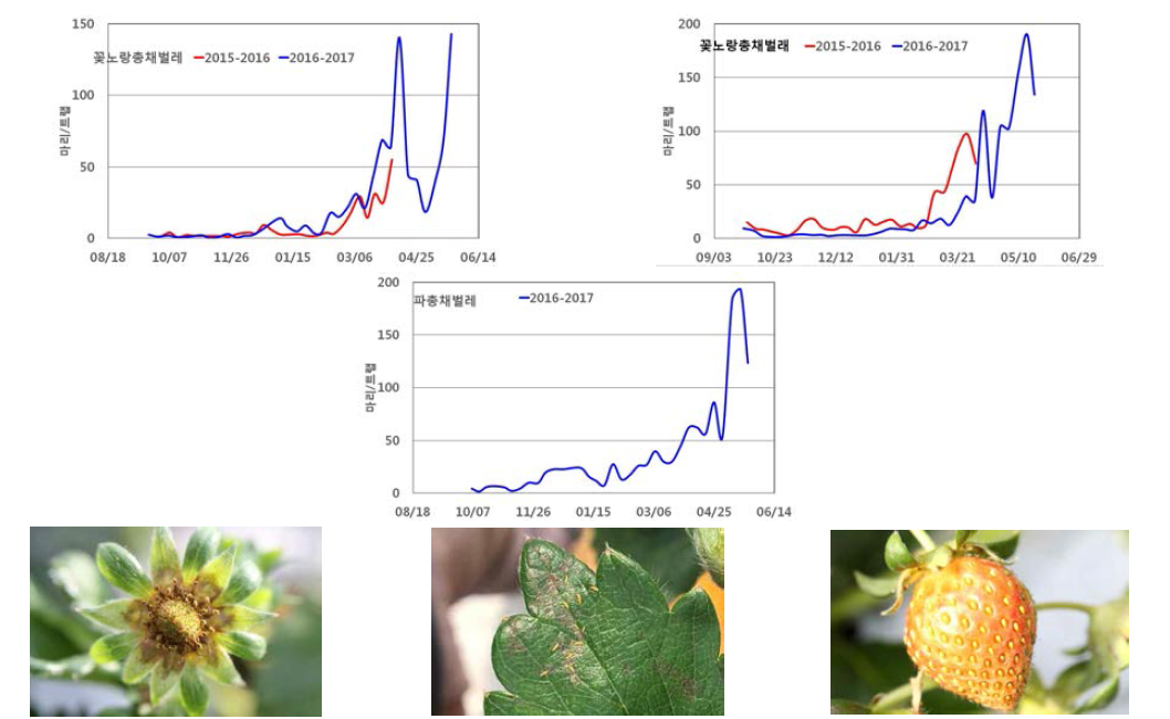 의귀K(좌), 강정J(우), 상모S(하) 포장에서 시기별 총채벌레의 발생상황 및 주요 피해증상