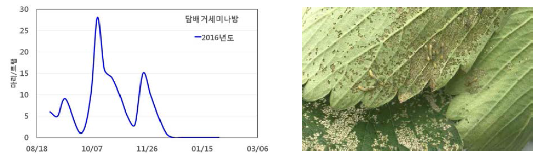 시기별 시설 내 담배거세미나방 발생상황