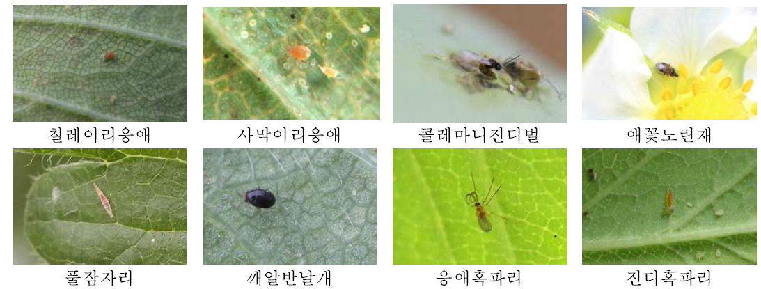 해충방제 사용 천적 및 발생 토착천적