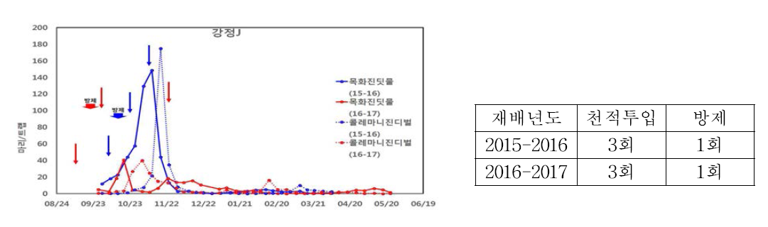 강정J 포장 목화진딧물 발생 및 콜레마니진디벌 투입 현황