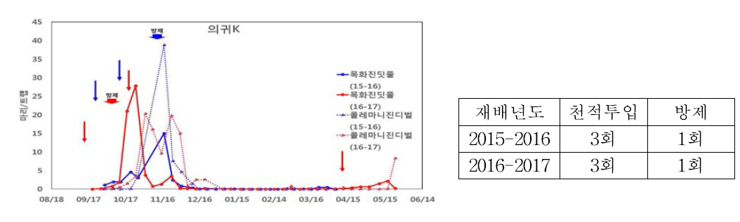 의귀K 포장 목화진딧물 발생 및 콜레마니진디벌 투입 현황