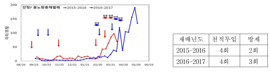 강정J 포장 꽃노랑총채 벌레 발생 및 애꽃노린재 투입 현황