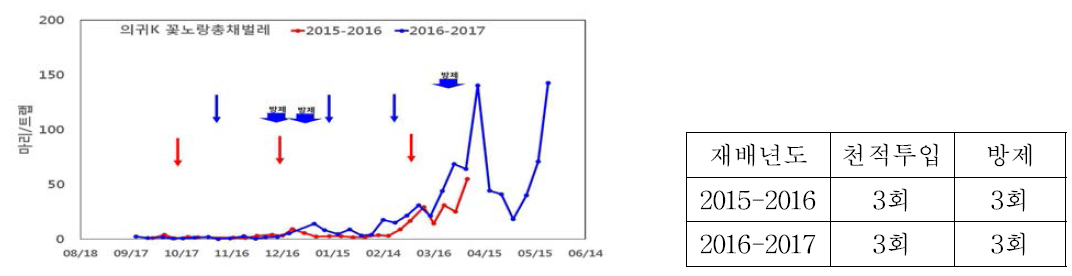 의귀K 포장 꽃노랑총채 벌레 발생 및 애꽃노린재 투입 현황