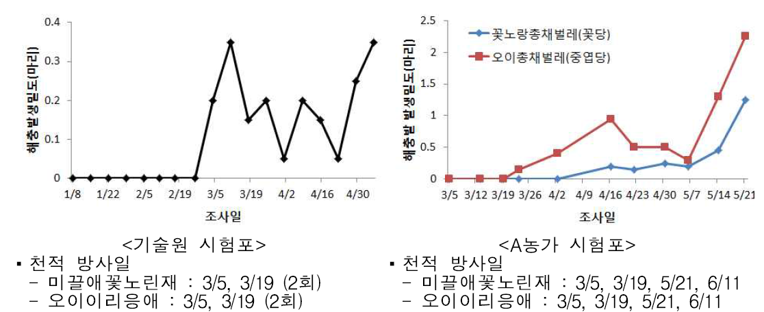 봄재배 시설오이에서 미끌애꽃노린재와 오이이리응애 방사 후 총채벌레의 밀도변화