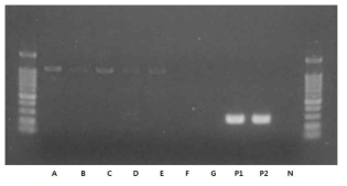 Amplification of a methicillin resistance gene, mecA by PCR. A, PMB2; B, PMB4; C, PMB5; D, PMB8; E, PMB9; F, PMB36; G, PMB46; P, MRSA11069; P, MRSA3713