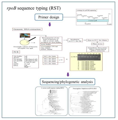 rpoB sequence typing