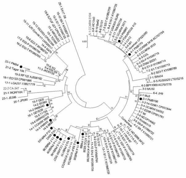 Phylogenetic analysis of the complete rpoB sequences of 90 representative RSTs and consensus sequence of S. aureus. The phylogenetic tree was constructed by using the neighbour-joining method (p-distance and 1,000 bootstrapping replicates) with MEGA software (ver. 7). The bovine isolates analysed in this study are marked with closed circles