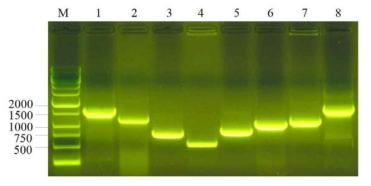 Amplification of terminase large subunit genes of prophage groups, 1, 2, 3, 6, 7, 8, 9, and 10. Amplicons of prophage group 5 and 12 are not shown because positive bovine isolates and human strains are not available. Lanes M (1 kb marker), 1 (prophage group 1, 1585 bp), 2 (prophage group 2, 1212 bp), 3 (prophage group 3, 813 bp), 4 (prophage group 6, 575 bp), 5 (prophage group 7, 895 bp), 6 (prophage group 8, 1116 bp), 7 (prophage group 9, 1223 bp), 8 (prophage group 10, 1769 bp)