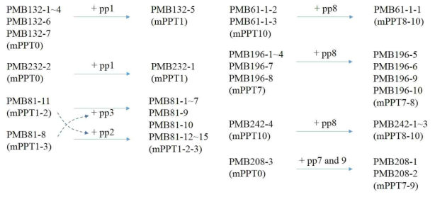 Evolution of S. aureus on dairy farm by acquiring temperate phages. The first, second, and third numbers of each isolate name identify the farm, individual cow, and udder, respectively. mPPT (molecular prophage type), +pp (acquisition of prophage)