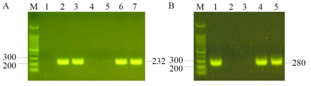 Virulence genes of prophage groups 3 and 7. The staphylokinase (panel A) and chemotaxis inhibiting gene (panel B) were detected by PCR. Panel A, M: marker (100 bp), 1 (PMB 81-1), 2 (PMB 232-1), 3 (PMB 67-1), 4 (PMB 177-1), 5 (PMB 188-1), 6 (PMB 196-1), 7 (PMB 208-1); panel B, M (100 bp marker), 1 (PMB 67-1), 2 (PMB 177-1), 3 (PMB 188-1), 4 (PMB 196-1), 5 (PMB 208-1)