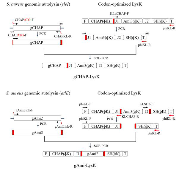 Construction of artificial lysin 2 (upper, ALS2) and 3(lower).