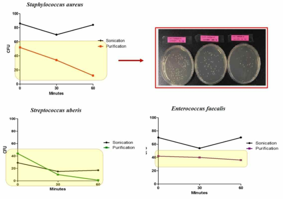 Antibacterial activity of ALS2 against S. aureus, S. uberis and E. faecalis