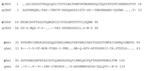 Comparison of amino acid sequences of genomic and phage amidases