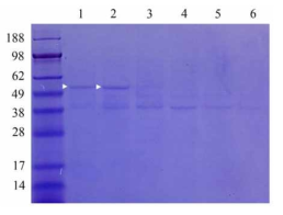 Purification of soluble recombinant ALS2