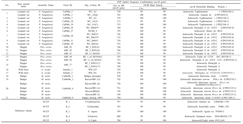 살모넬라 21개 균주에서 확보한 SNP분자마커인 mrcB gene 씨퀀스 및 Genbank similarity 결과