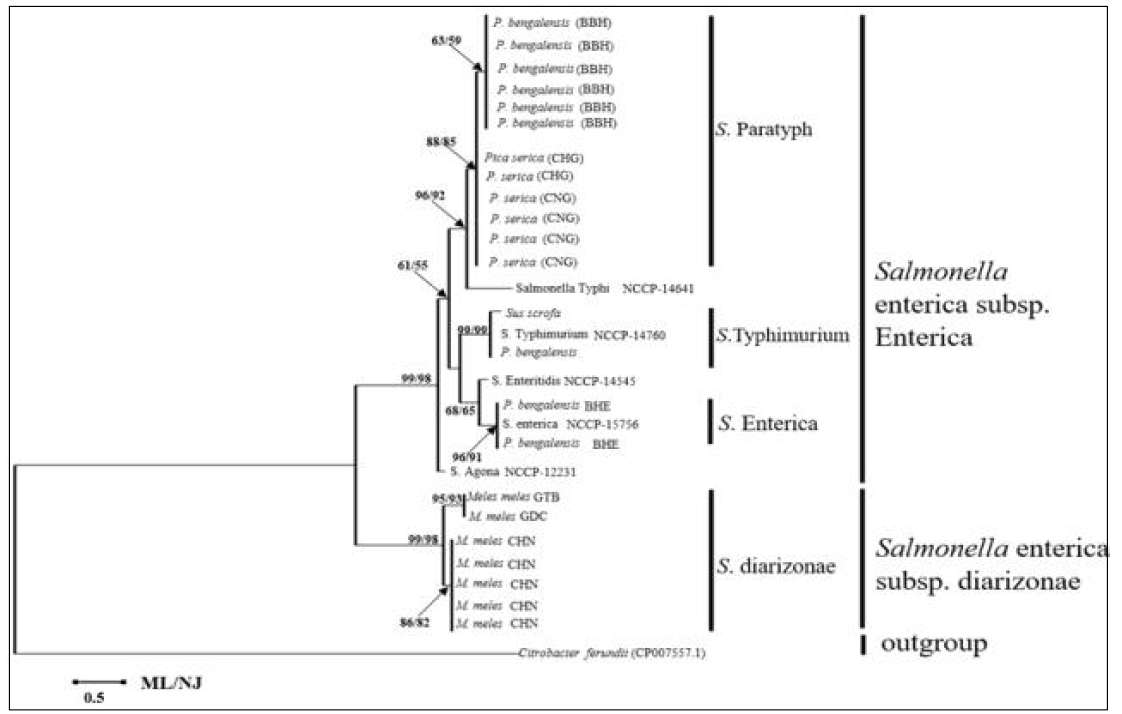 국내 야생동물 21건의 배설물에서 확보한 살모넬라 23균주의 분자계통(균주동정을 위해 NCCP로부터 제공받은 5종의 표준균주도 분석에 포함했으며 이들은 종명의 끝에 NCCP로 표기되어 있다)