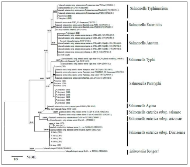 국내 야생동물 배설물 21건에서 확보한 살모넬라 23균주와 NCCP로부터 제공받은 표준균주 5종 및 GenBank로부터 다운받은 국외 살모넬라 25개의 씨퀀스 등 총 53개의 살모넬라 mrcB gene씨퀀스를 이용한 분자계통도