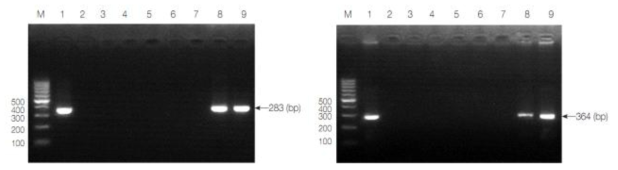 미나리 시료에서 간질충의 mitochondrial cytochrome c oxidase subunit 1 (COX1, 좌) 및 nuclear ribosomal internal transcribed spacer 2 (ITS-2, 우) 유전자 검출을 위한 PCR 결과. M, 100 bp marker; lane 1, positive control (adult F. hepatica worm); lanes 2-7, F. hepatica negative samples of water dropwort; lane 8; No. 11 F. hepatica positive sample of water dropwort, lane 9; No. 18 F. hepatica positive sample of water dropwort