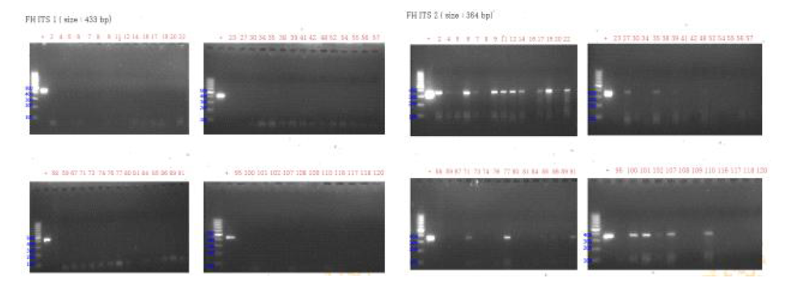 패류 시료에서 간질충의 ITS1 (상) 및 ITS2(하) 유전자 검출을 위한 PCR 결과. positive control (간질충 성충); +, positive control (간질충 성충); 채취 표본 1-120.=> 일부 지역 미나리밭에서 채집한 달팽이에서 간질충의 ITS1 혹은 ITS2 유전자에 대한 양성반응을 확인함