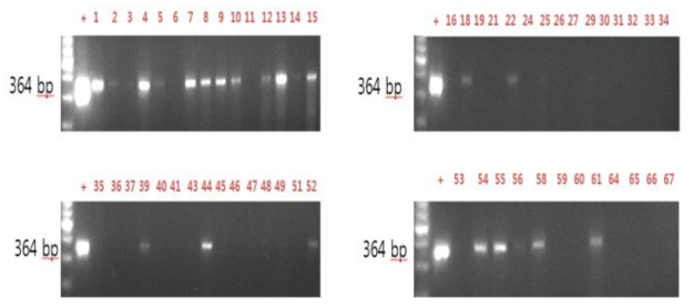 패류의 genomic DNA를 대상으로 간질충의 nuclear ribosomal internal transcribed spacer 2 (ITS-2, 우) 유전자 검출을 위한 PCR 결과. Lane 1, 100 bp marker; lane 2, positive control (adult F. hepatica worm); lanes 3-15, 채취한 패류 DNA