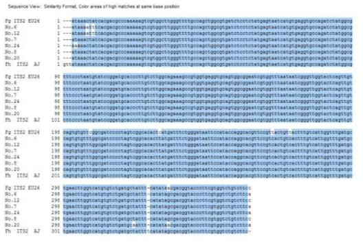 간질충 ITS-2 nucleotide sequences 결과. Fg ITS-2 EU26, F. gigantica ITS-2 GenBank sequence (accession no. EU260059.1); No.6, 12, 7, 24, 8 and 20 F. hepatica positive sample; Fh ITS2 AJ, F. hepatica ITS-2 GenBank sequence (accession no.AJ272053)