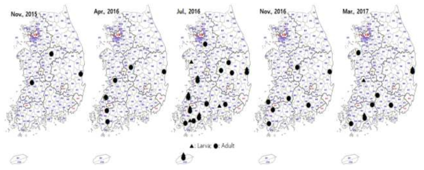 Occurrence patterns throughout the year of Tenebroides mauritanicus using the corrugated trap in Rice Processing Complexes (RPCs)