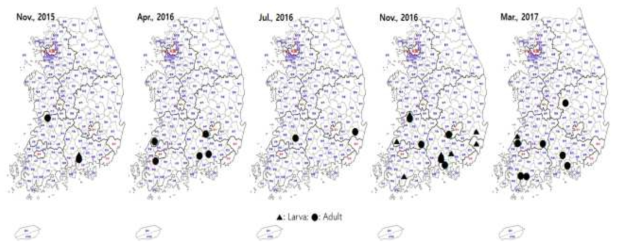 Occurrence patterns throughout the year of Cynaeus angustus using the corrugated trap in Rice Processing Complexes (RPCs)