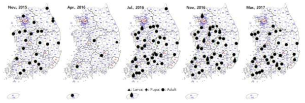 Occurrence patterns throughout the year of Tribolium castaneum using the corrugated trap in Rice Processing Complexes (RPCs)