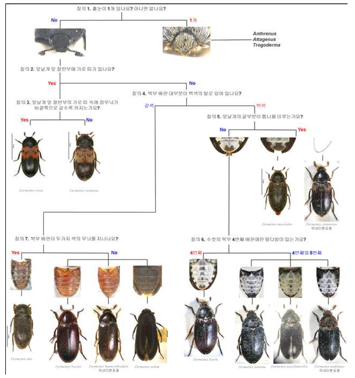 The interactive pictorial key for stored product dermestid pests (21 species)