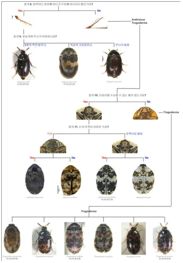 The interactive pictorial key for stored product dermestid pests (21 species)