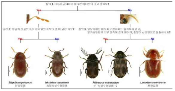 The interactive pictorial key for stored product anobiid pests (4 species)