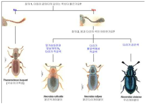 The interactive pictorial key for stored product clerid pests (4 species)