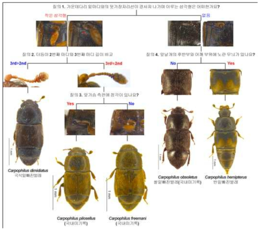 The interactive pictorial key for stored product nitidulid pests (5 species)