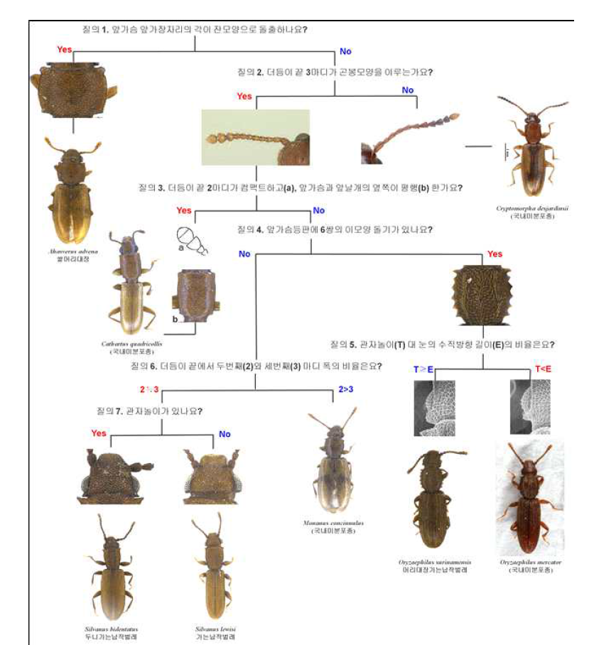 The interactive pictorial key for stored product silvanid pests (8 species)