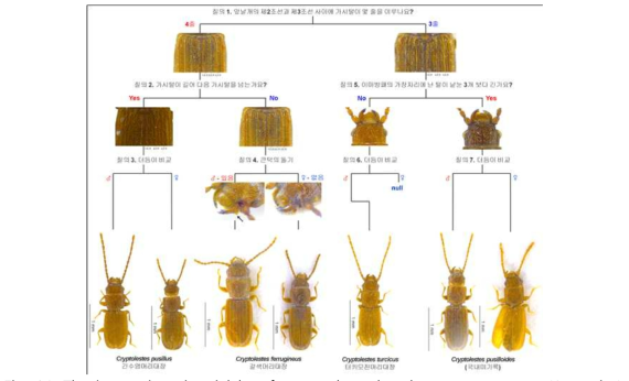 The interactive pictorial key for stored product laemophloeid pests (4 species)