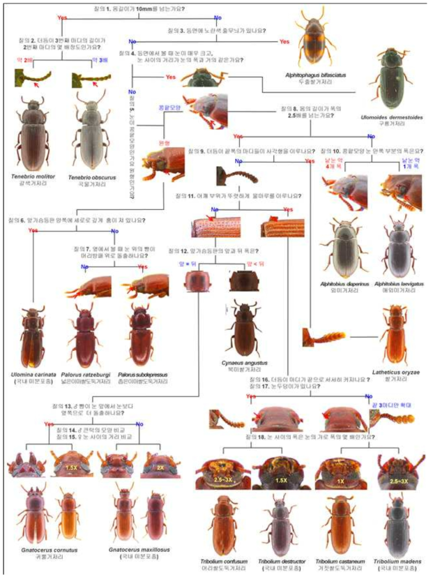 The interactive pictorial key for stored product tenebrionid pests (17 species)