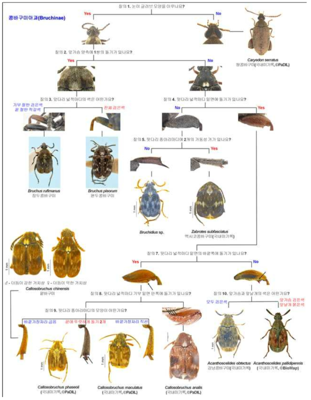 The interactive pictorial key for stored product bruchid pests (10 species)