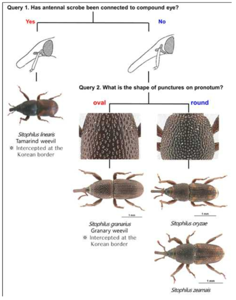 The interactive pictorial key for stored product Sitophilus pests (4 species)