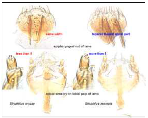 Larval mouthparts of Sitophilus group