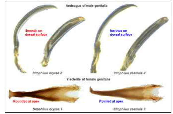 Genitalia of Sitophilus group