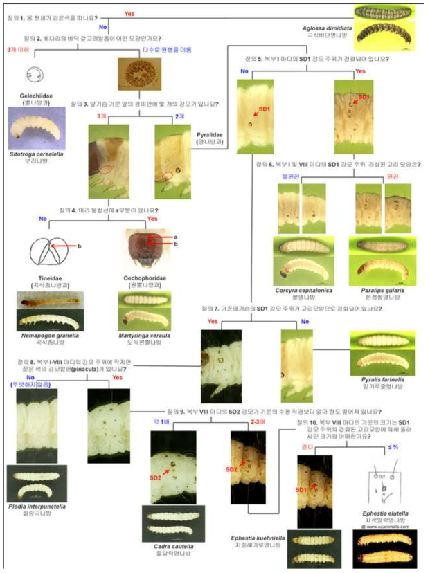 The interactive pictorial larval key for stored product moth pests (11 species)