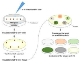 Wet processing for fungal isolation and incubation on selective media