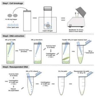 Fungal genomic DNA extraction