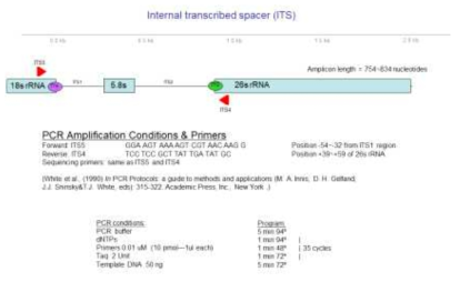 PCR amplification conditions and primers