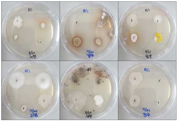 Examples of fungus isolated from body surface of Tribolium castaneum through the wet processing