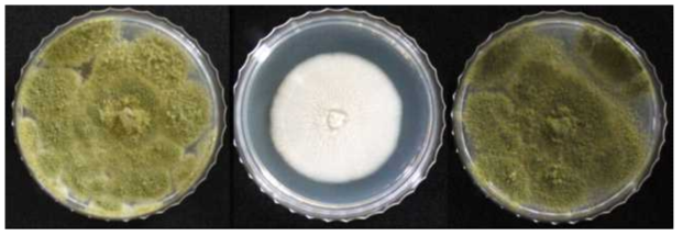 Examples of fungus isolated from body surface of Tribolium castaneum through subculture using PDA medium (left: Aspergillus flavus; middle: Hyphopichia burtonii; right: Aspergillus sp)