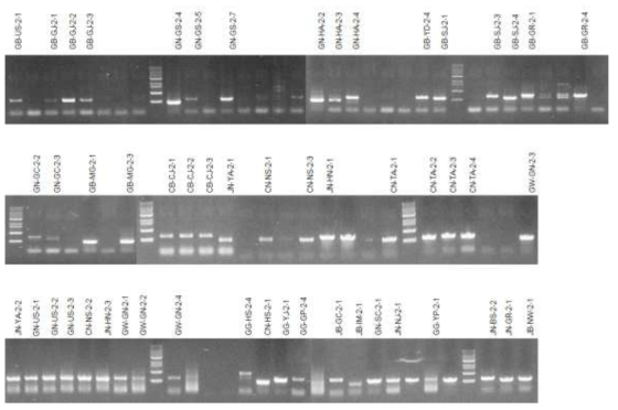 PCR products of fungal isolates from Tribolium castaneum for DNA sequencing of ITS region