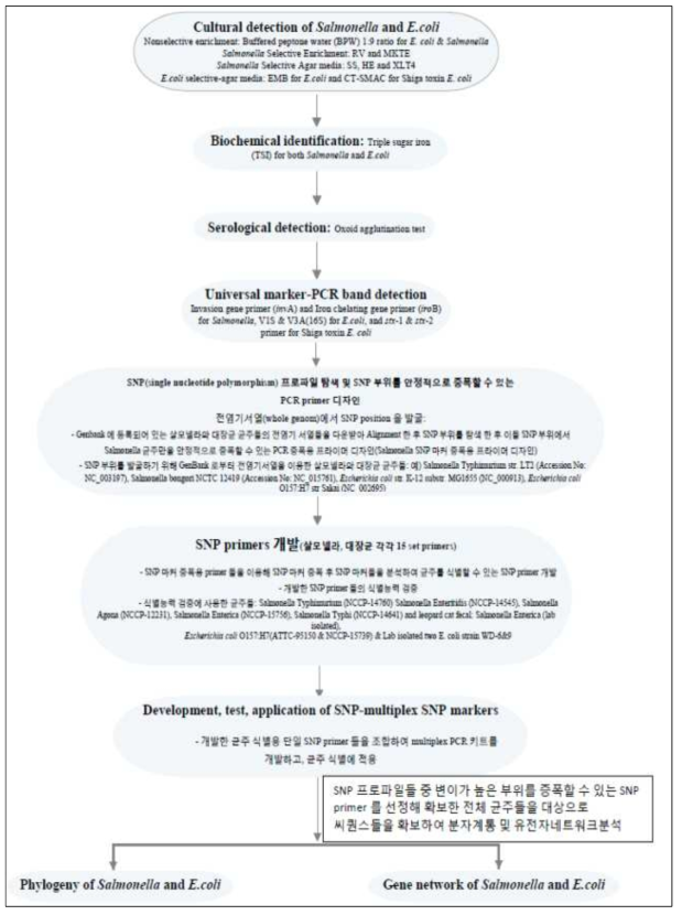 생물위해인자(대장균 및 살모넬라) 탐색 및 분자연구를 위한 단계적 연구진행 모식도